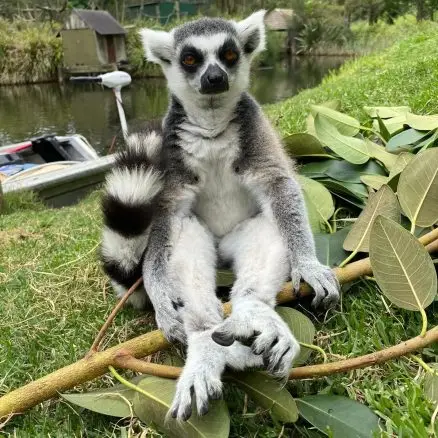 Wildlife at Mogo Wildlife Park near Batemans Bay